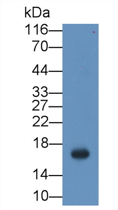 Ionized Calcium-binding Adapter Molecule 1 (IBA1) Rat Monoclonal Antibody