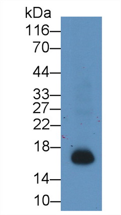 Ionized Calcium-binding Adapter Molecule 1 (IBA1) Rat Monoclonal Antibody