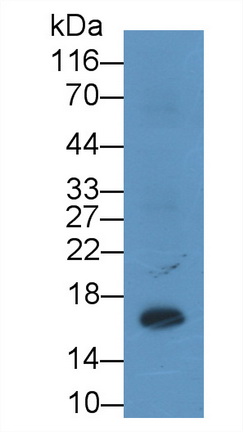 Ionized Calcium-binding Adapter Molecule 1 (IBA1) Rat Monoclonal Antibody