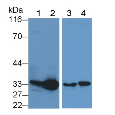 Caspase 6 (CASP6) Bovine (Cattle) Monoclonal Antibody
