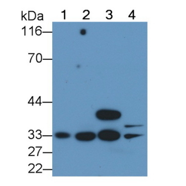 Caspase 6 (CASP6) Bovine (Cattle) Monoclonal Antibody