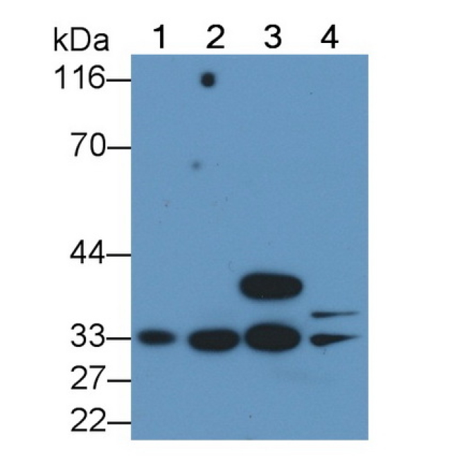 Caspase 6 (CASP6) Bovine (Cattle) Monoclonal Antibody