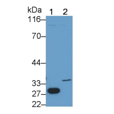 Caspase 6 (CASP6) Bovine (Cattle) Monoclonal Antibody