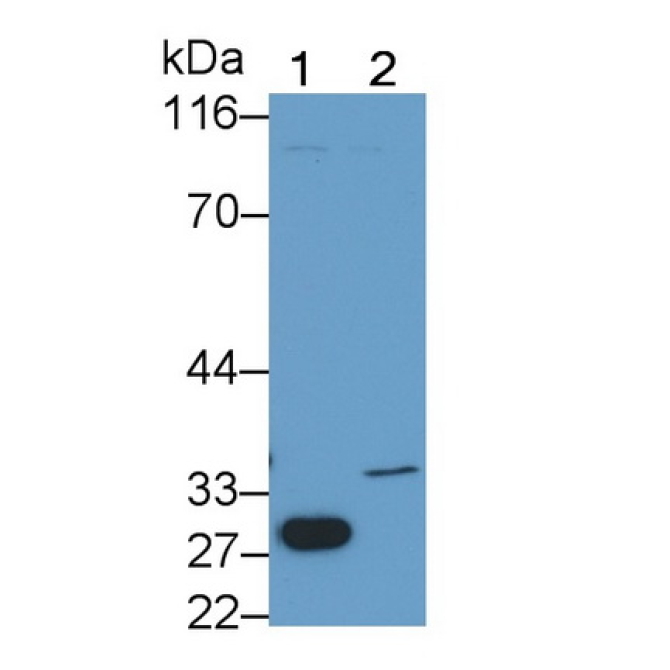 Caspase 6 (CASP6) Bovine (Cattle) Monoclonal Antibody