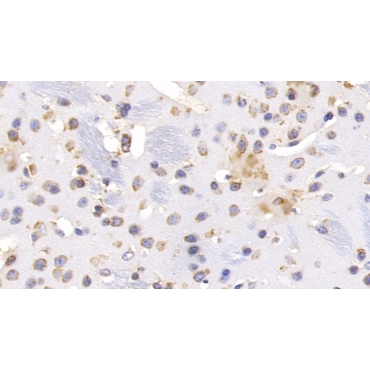Heat Shock 70kDa Protein 5 (HSPA5) Mouse Monoclonal Antibody