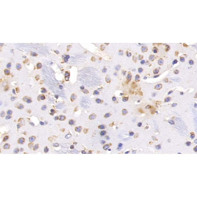 Heat Shock 70kDa Protein 5 (HSPA5) Mouse Monoclonal Antibody