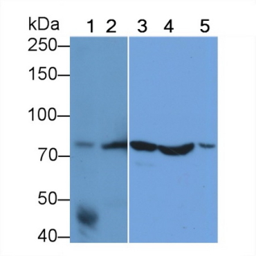 Heat Shock 70kDa Protein 5 (HSPA5) Mouse Monoclonal Antibody