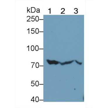 Heat Shock 70kDa Protein 5 (HSPA5) Mouse Monoclonal Antibody