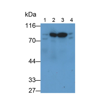 Heat Shock 70kDa Protein 5 (HSPA5) Mouse Monoclonal Antibody