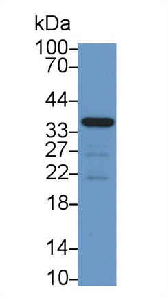Corticotropin Releasing Hormone Binding Protein (CRHBP) Rat Monoclonal Antibody