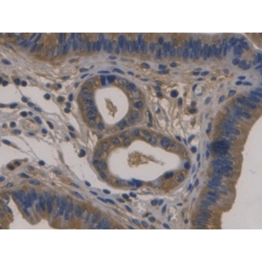Fibulin 1 (FBLN1) Mouse Monoclonal Antibody
