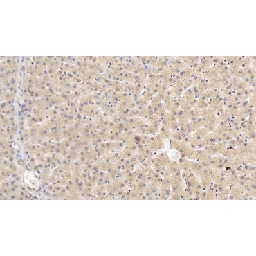 Histidine Rich Glycoprotein (HRG) Human Monoclonal Antibody