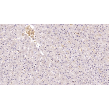 Histidine Rich Glycoprotein (HRG) Human Monoclonal Antibody