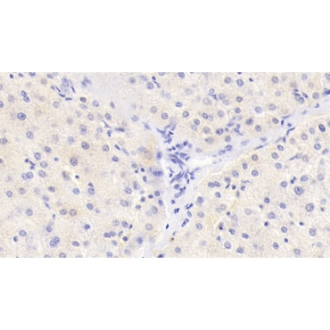 Histidine Rich Glycoprotein (HRG) Human Monoclonal Antibody