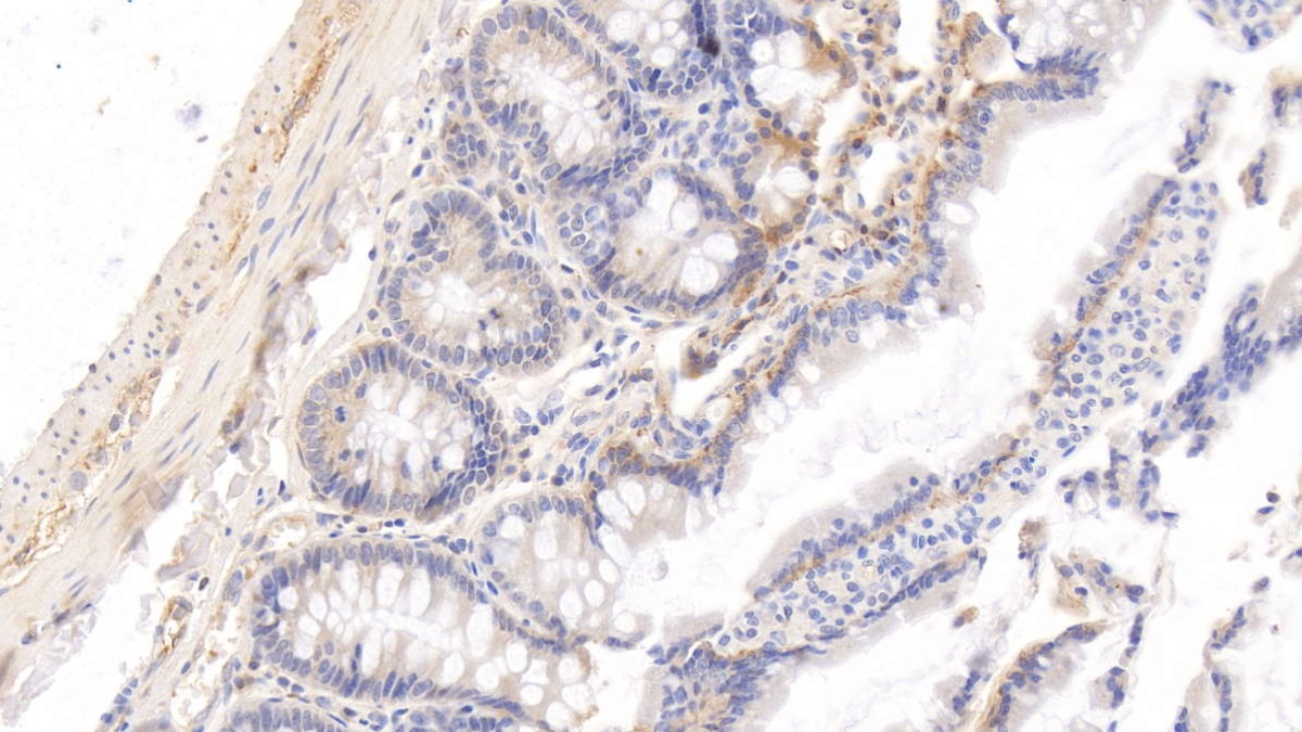 Histidine Rich Glycoprotein (HRG) Rat Monoclonal Antibody