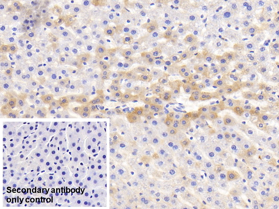 Histidine Rich Glycoprotein (HRG) Rat Monoclonal Antibody