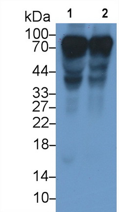 Histidine Rich Glycoprotein (HRG) Rat Monoclonal Antibody