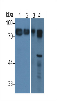 Histidine Rich Glycoprotein (HRG) Rat Monoclonal Antibody