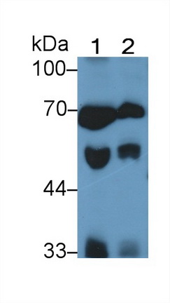 Histidine Rich Glycoprotein (HRG) Rat Monoclonal Antibody