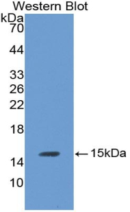 Luteinizing Hormone Beta Polypeptide (LHb) Rat Monoclonal Antibody