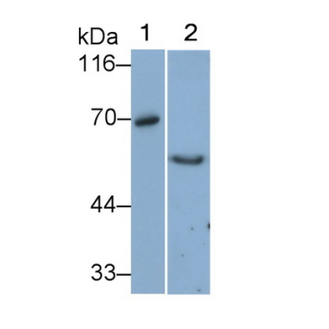 Vanin 1 (VNN1) Human Monoclonal Antibody