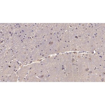 Reelin (RELN) Human Monoclonal Antibody