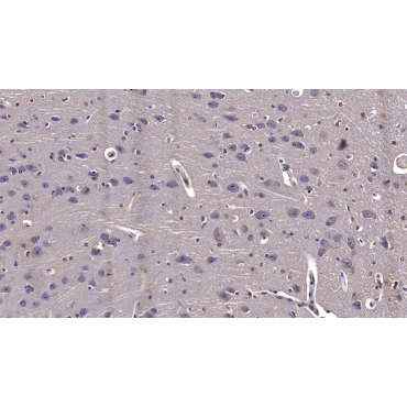 Reelin (RELN) Human Monoclonal Antibody