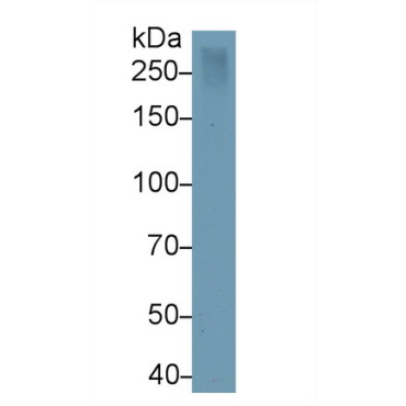 Reelin (RELN) Human Monoclonal Antibody