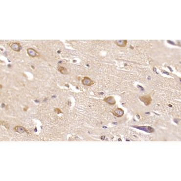 Reelin (RELN) Human Monoclonal Antibody