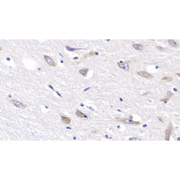 Reelin (RELN) Human Monoclonal Antibody