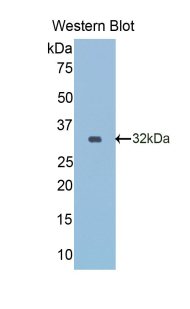 Reelin (RELN) Rat Monoclonal Antibody