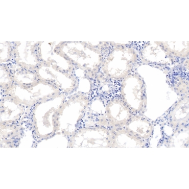 Renalase (RNLS) Human Monoclonal Antibody