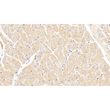 Renalase (RNLS) Human Monoclonal Antibody