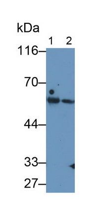Carcinoembryonic Antigen Related Cell Adhesion Molecule 1 (CEACAM1) Rat Monoclonal Antibody