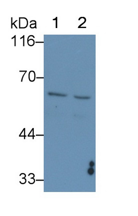 Carcinoembryonic Antigen Related Cell Adhesion Molecule 1 (CEACAM1) Rat Monoclonal Antibody