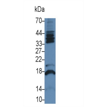 Follicle Stimulating Hormone Beta (FSHb) Human, Pig Monoclonal Antibody