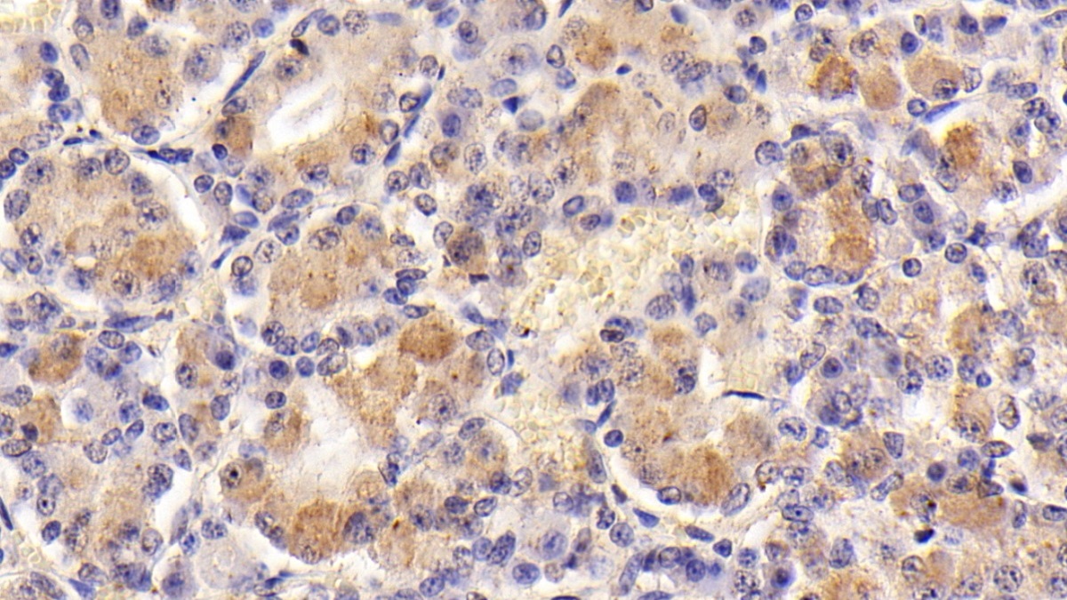 Follicle Stimulating Hormone Beta (FSHb) Pig Monoclonal Antibody