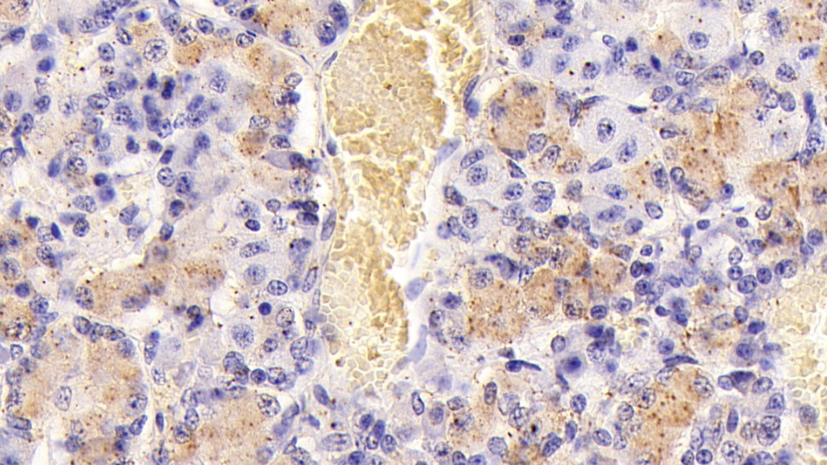 Follicle Stimulating Hormone Beta (FSHb) Pig Monoclonal Antibody