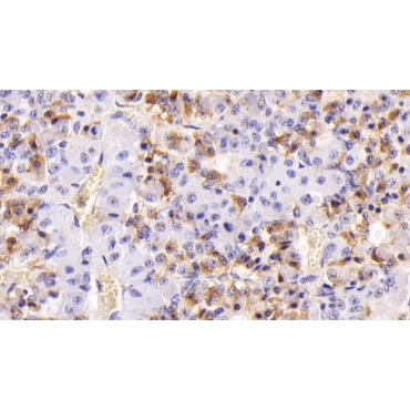 Follicle Stimulating Hormone Beta (FSHb) Mouse Monoclonal Antibody