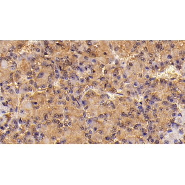 Follicle Stimulating Hormone Beta (FSHb) Mouse Monoclonal Antibody