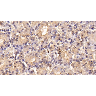 Follicle Stimulating Hormone Beta (FSHb) Mouse Monoclonal Antibody