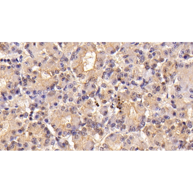 Follicle Stimulating Hormone Beta (FSHb) Mouse Monoclonal Antibody