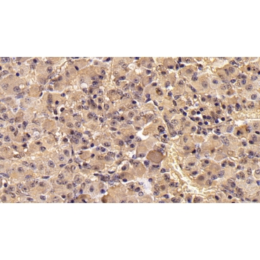 Follicle Stimulating Hormone Beta (FSHb) Mouse Monoclonal Antibody