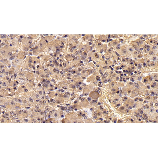 Follicle Stimulating Hormone Beta (FSHb) Mouse Monoclonal Antibody