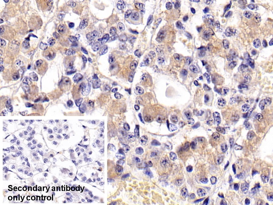 Follicle Stimulating Hormone Beta (FSHb) Rat Monoclonal Antibody