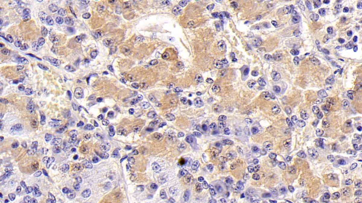 Follicle Stimulating Hormone Beta (FSHb) Rat Monoclonal Antibody