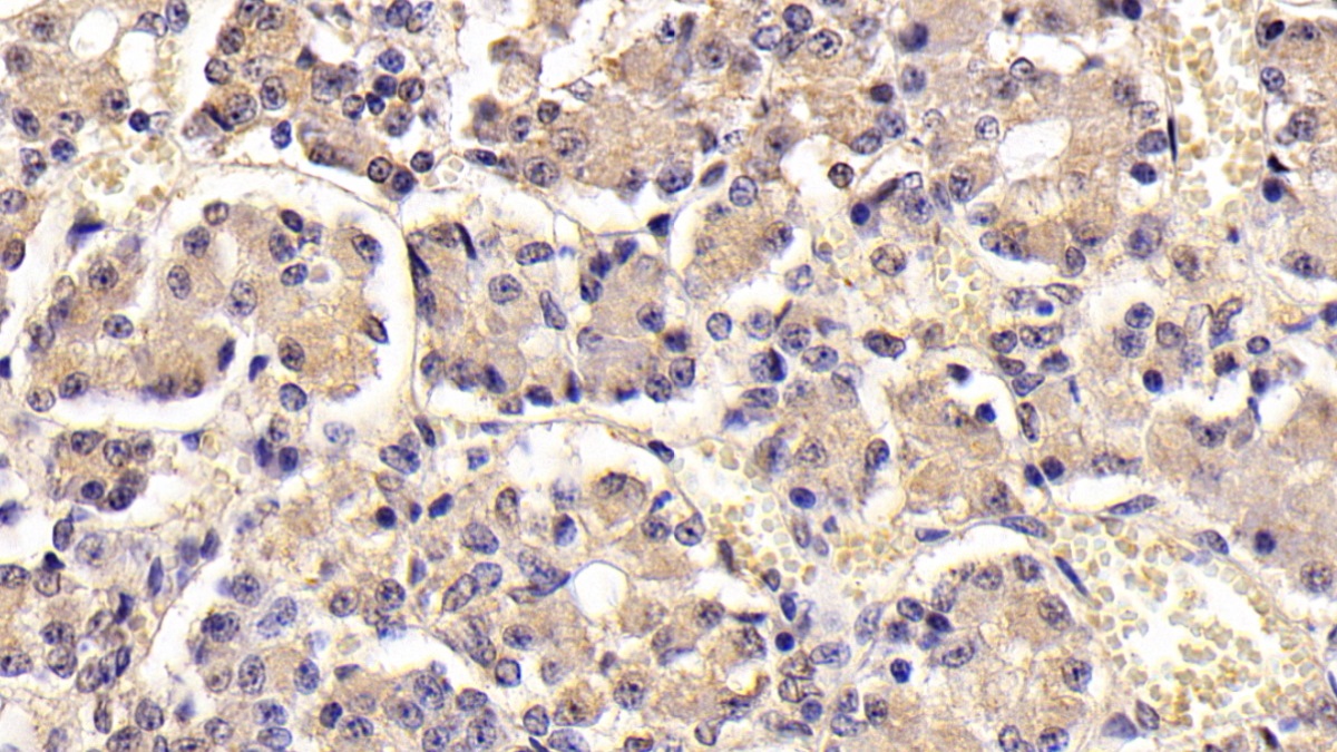 Follicle Stimulating Hormone Beta (FSHb) Rat Monoclonal Antibody