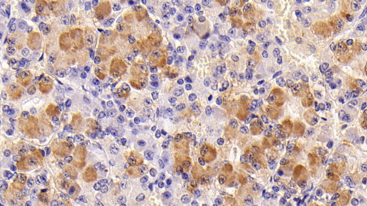 Follicle Stimulating Hormone Beta (FSHb) Rat Monoclonal Antibody