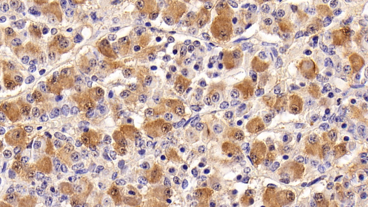 Follicle Stimulating Hormone Beta (FSHb) Rat Monoclonal Antibody