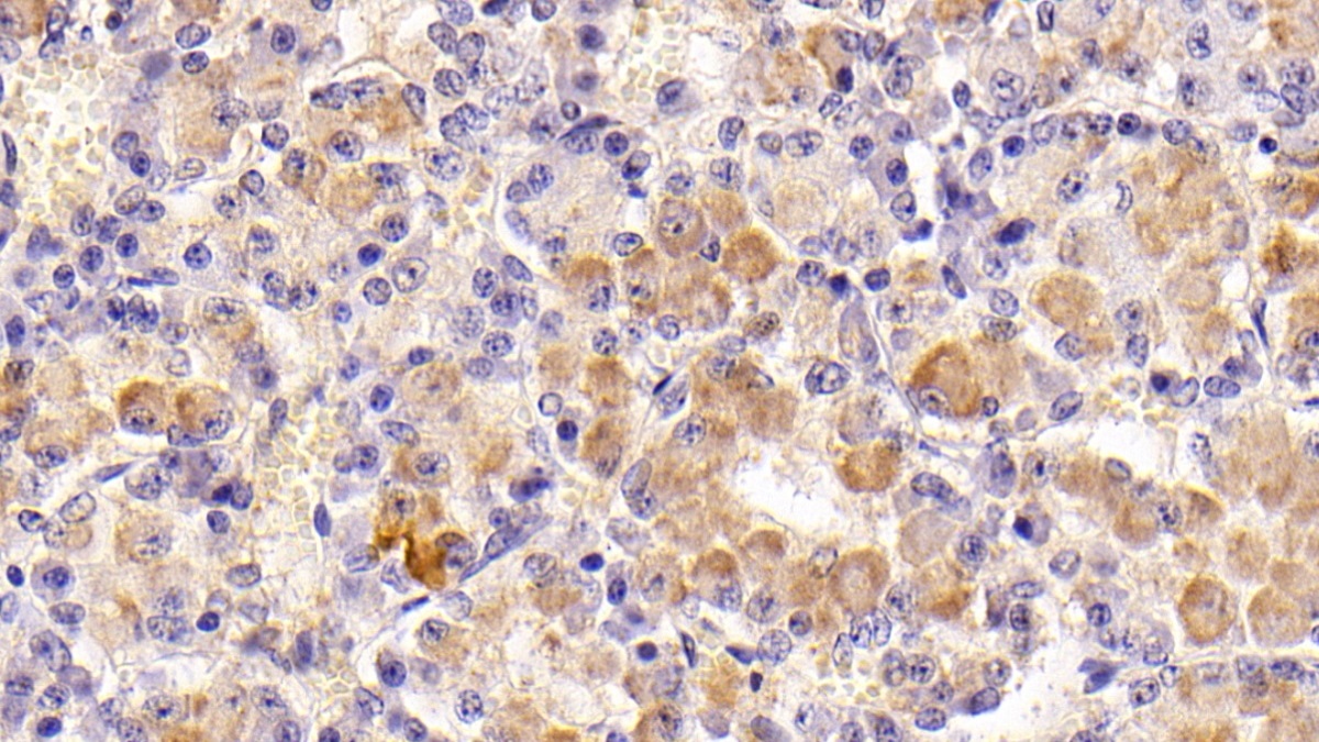 Follicle Stimulating Hormone Beta (FSHb) Rat Monoclonal Antibody